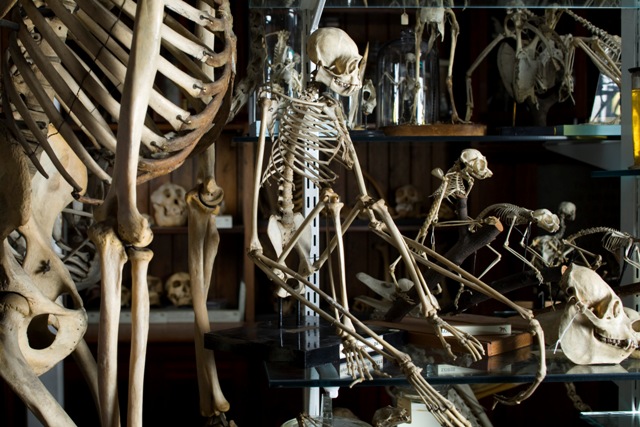 Primate skeletons in the Grant Museum of Zoology. ©UCL, Grant Museum of Zoology and Matt Clayton