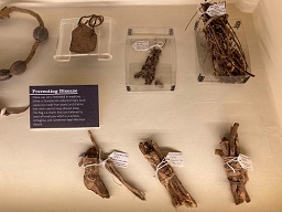 Medicinal collections display at the Powell-Cotton Museum
