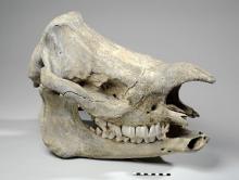 Javan Rhino skull (c)Leeds Museums and Galleries