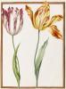 (c) The Fitzwilliam Museum, Cambridge