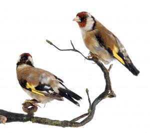 Goldfinches at Leeds Museums and Galleries