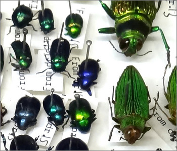 Entomology: insect collections