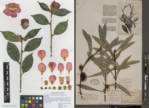 Herbarium sheets
