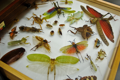 Insect Drawer