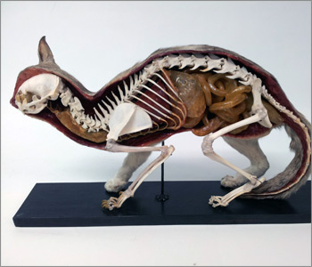 Taxidermy and Skins | Natural Sciences Collections Association